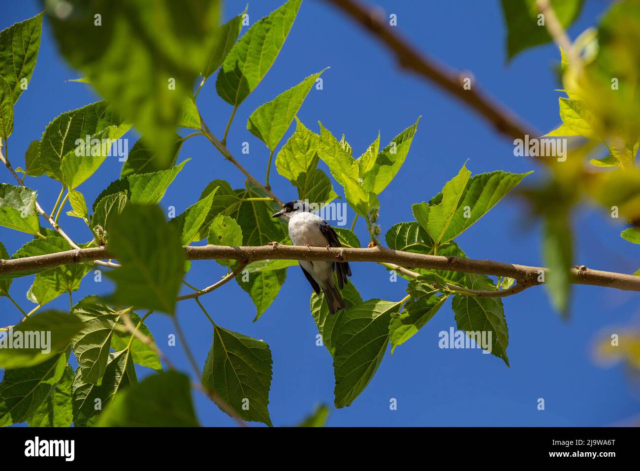 Goiania, Goiás, Brésil – 24 mai 2022 : Petit oiseau avec une aile meurtristée, perché sur une branche de mûrier, avec un ciel bleu en arrière-plan. Nemosia pileata Banque D'Images