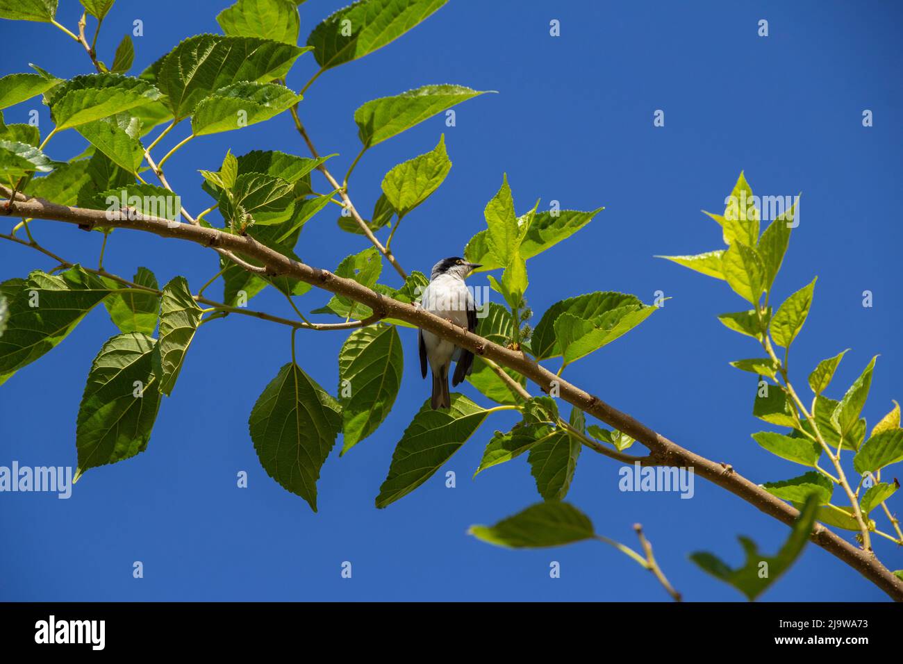 Goiania, Goiás, Brésil – 24 mai 2022 : Petit oiseau avec une aile meurtristée, perché sur une branche de mûrier, avec un ciel bleu en arrière-plan. Nemosia pileata Banque D'Images