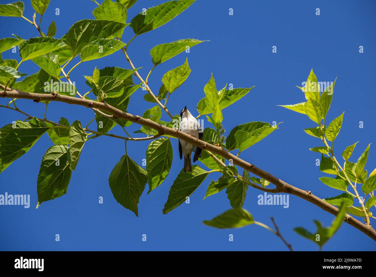 Goiania, Goiás, Brésil – 24 mai 2022 : Petit oiseau avec une aile meurtristée, perché sur une branche de mûrier, avec un ciel bleu en arrière-plan. Nemosia pileata Banque D'Images