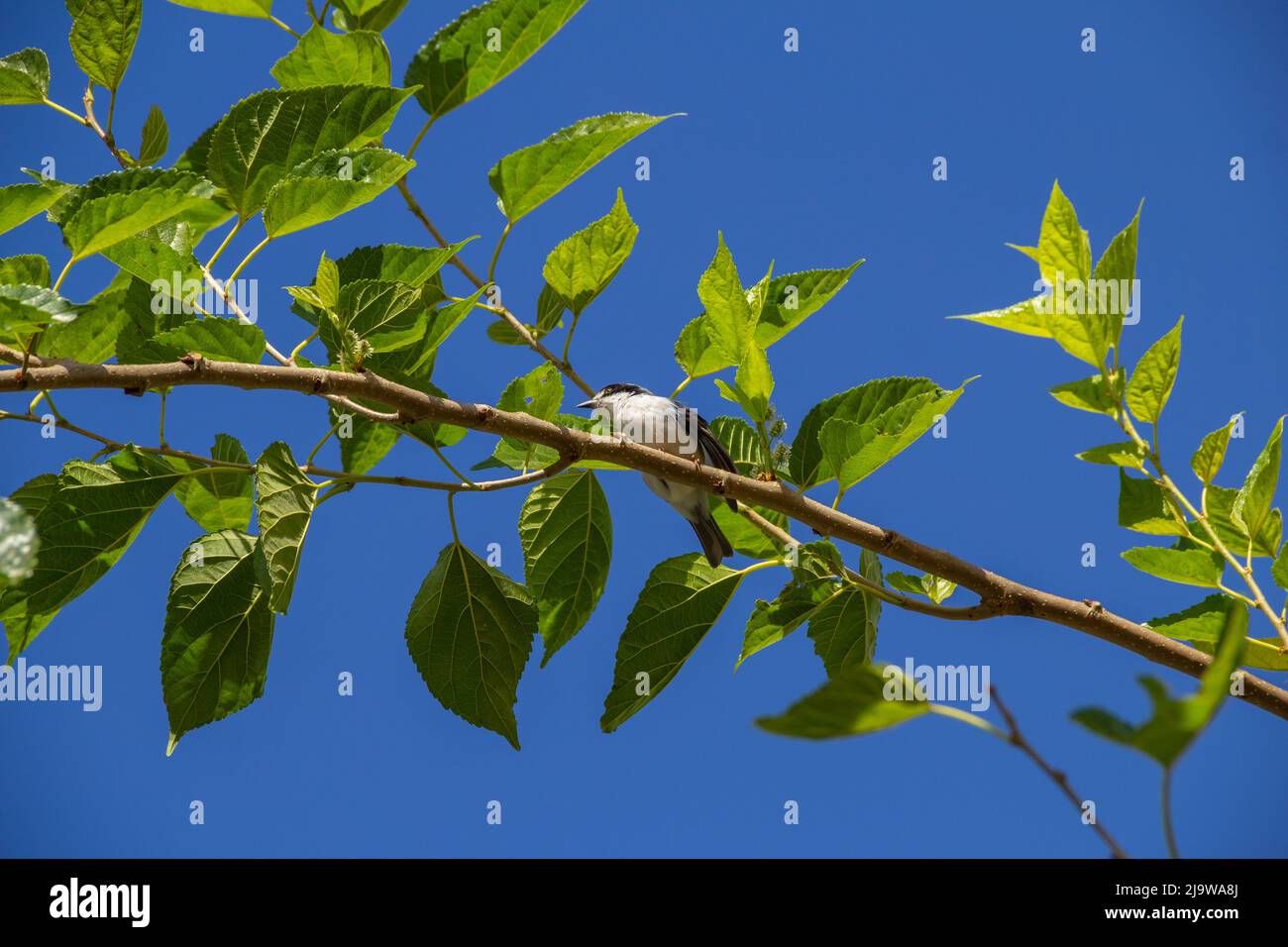 Goiania, Goiás, Brésil – 24 mai 2022 : Petit oiseau avec une aile meurtristée, perché sur une branche de mûrier, avec un ciel bleu en arrière-plan. Nemosia pileata Banque D'Images