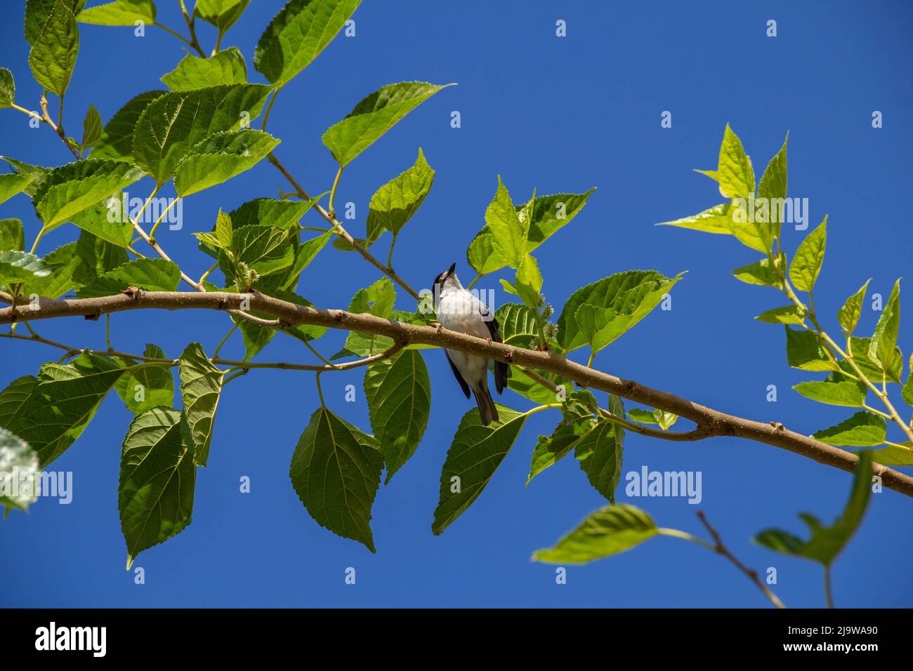 Goiania, Goiás, Brésil – 24 mai 2022 : Petit oiseau avec une aile meurtristée, perché sur une branche de mûrier, avec un ciel bleu en arrière-plan. Nemosia pileata Banque D'Images