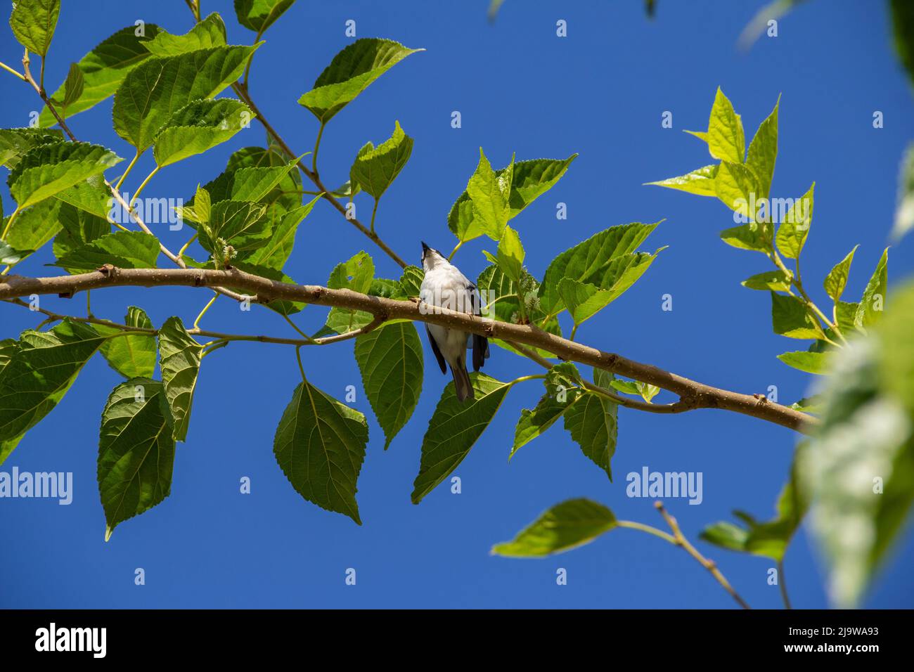 Goiania, Goiás, Brésil – 24 mai 2022 : Petit oiseau avec une aile meurtristée, perché sur une branche de mûrier, avec un ciel bleu en arrière-plan. Nemosia pileata Banque D'Images