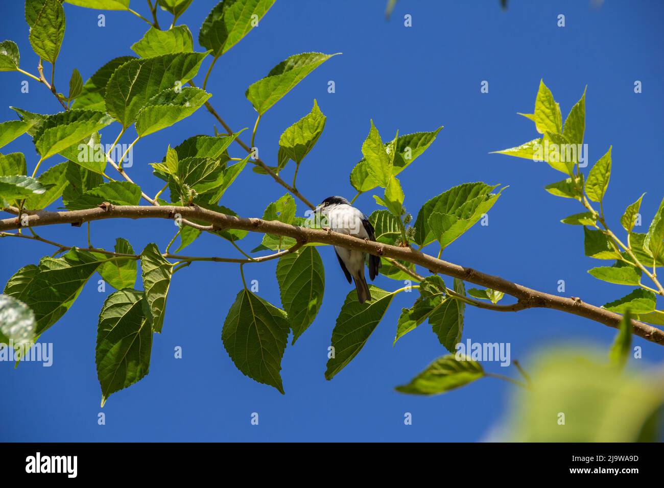 Goiania, Goiás, Brésil – 24 mai 2022 : Petit oiseau avec une aile meurtristée, perché sur une branche de mûrier, avec un ciel bleu en arrière-plan. Nemosia pileata Banque D'Images