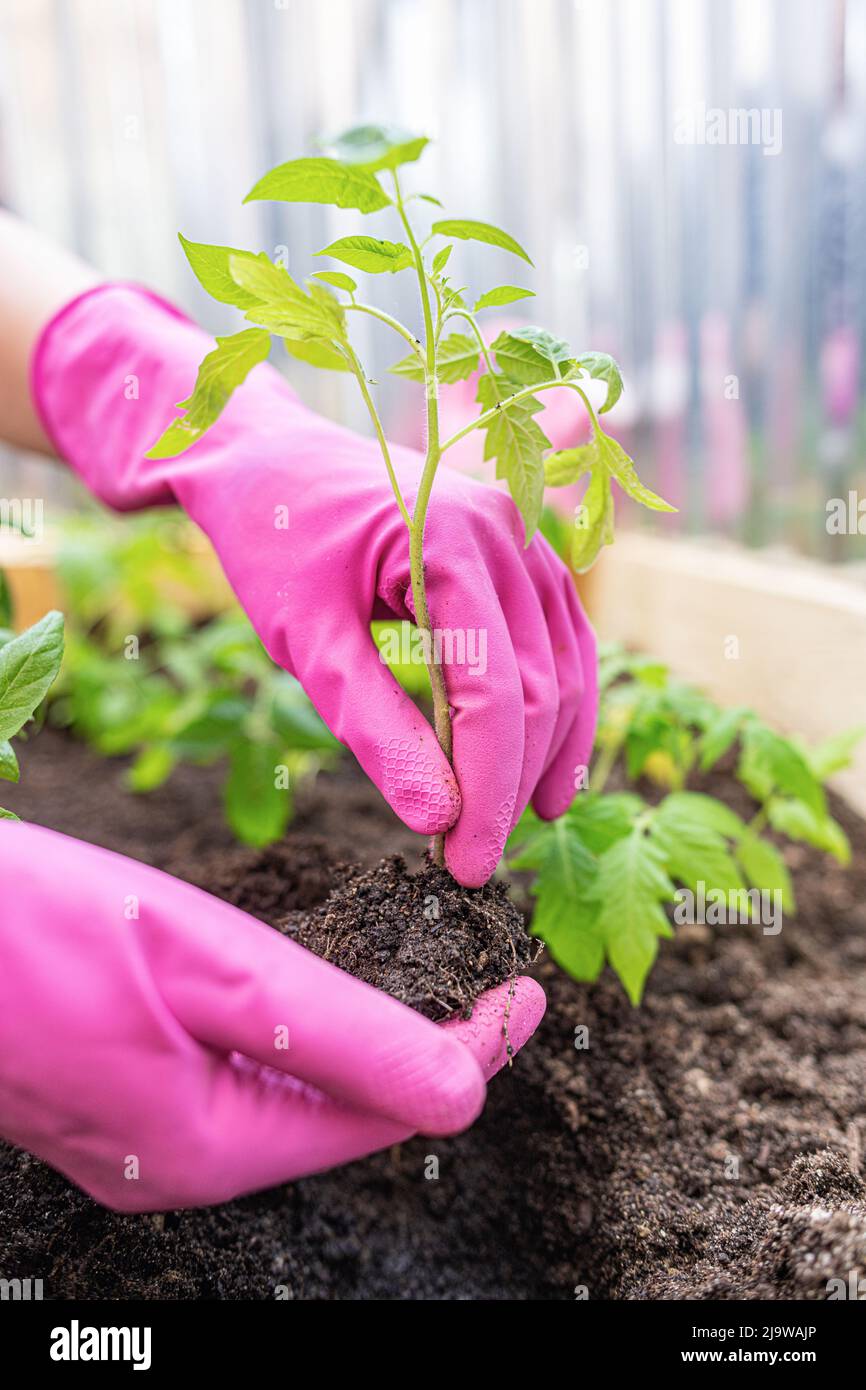 Mains humaines tenant une petite plante verte. Banque D'Images