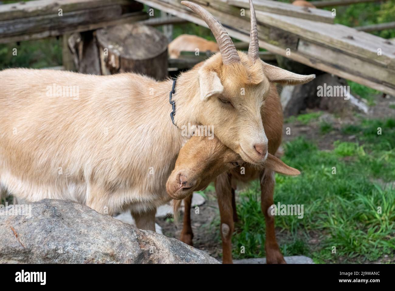 Issaquah, Washington, États-Unis. Les chèvres Guernesey mâles et femelles étant affectueuses Banque D'Images