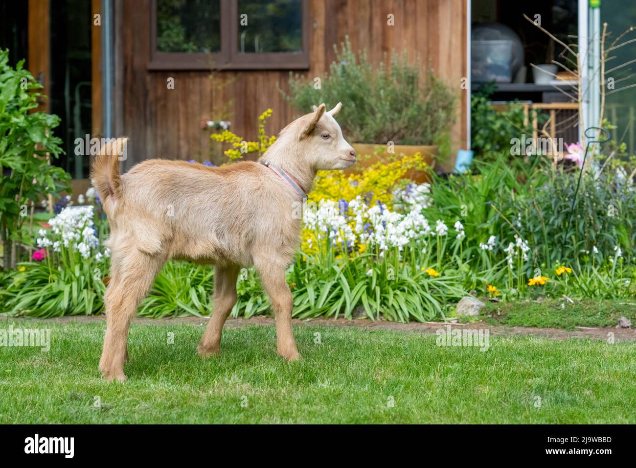 Issaquah, Washington, États-Unis. Garçon de trois semaines Guernesey Goat gamin debout dans une cour à côté de jolies fleurs de printemps Banque D'Images