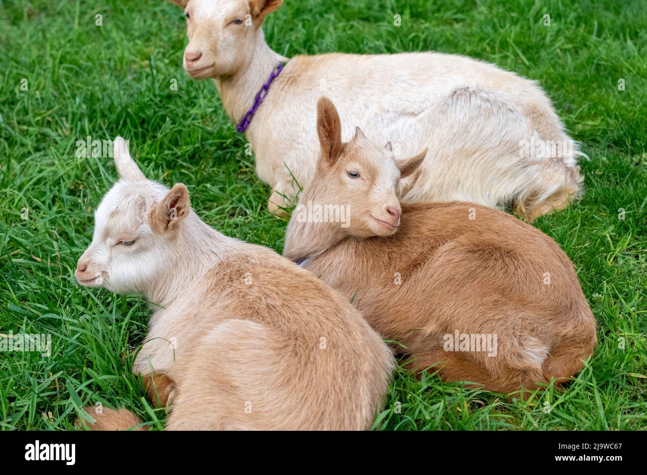 Issaquah, Washington, États-Unis. Enfants Guernesey Goat de trois semaines se reposant dans un enclos Banque D'Images