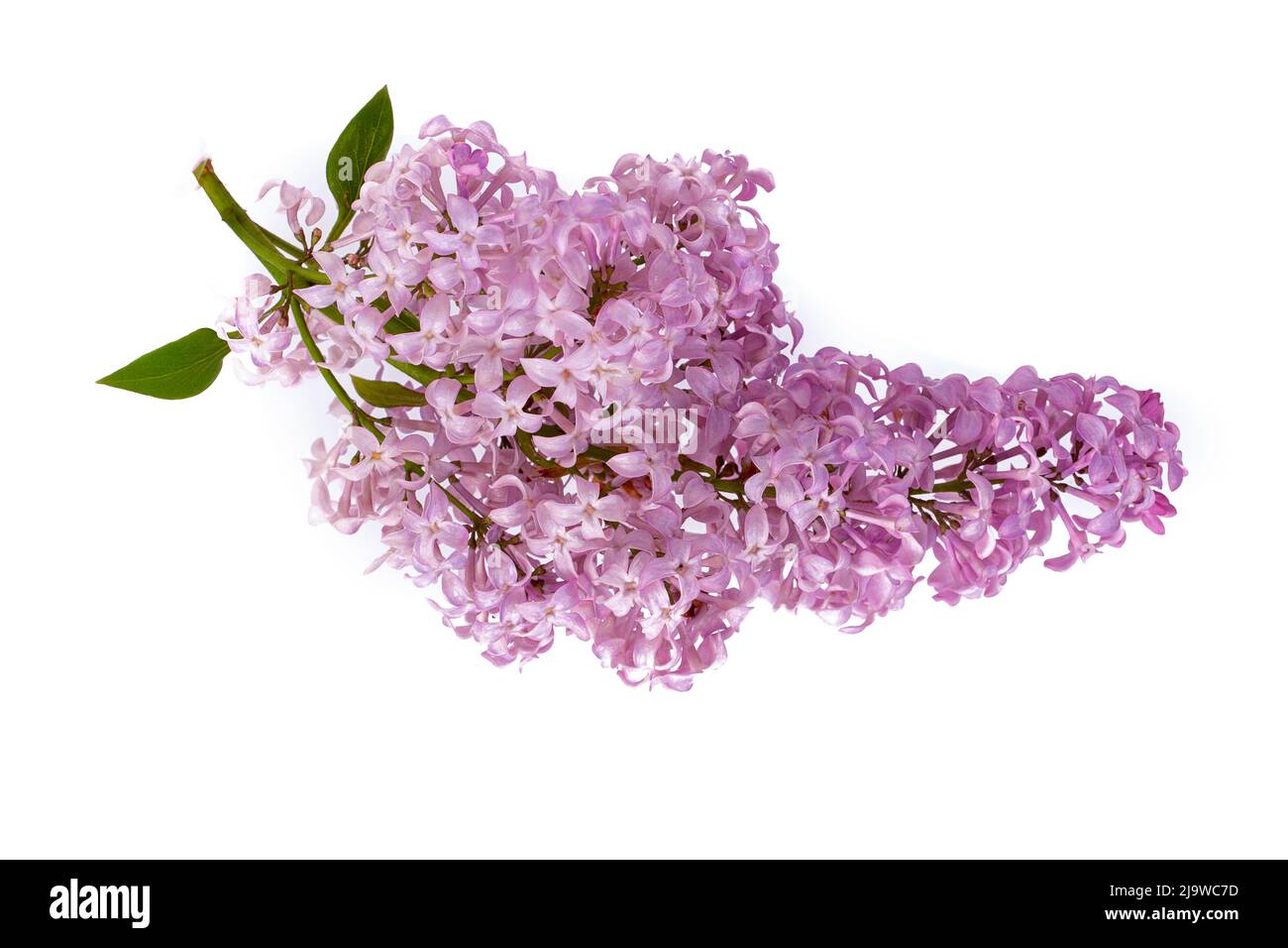 Fleur de lilas Syringa vulgaris sur fond blanc. Banque D'Images