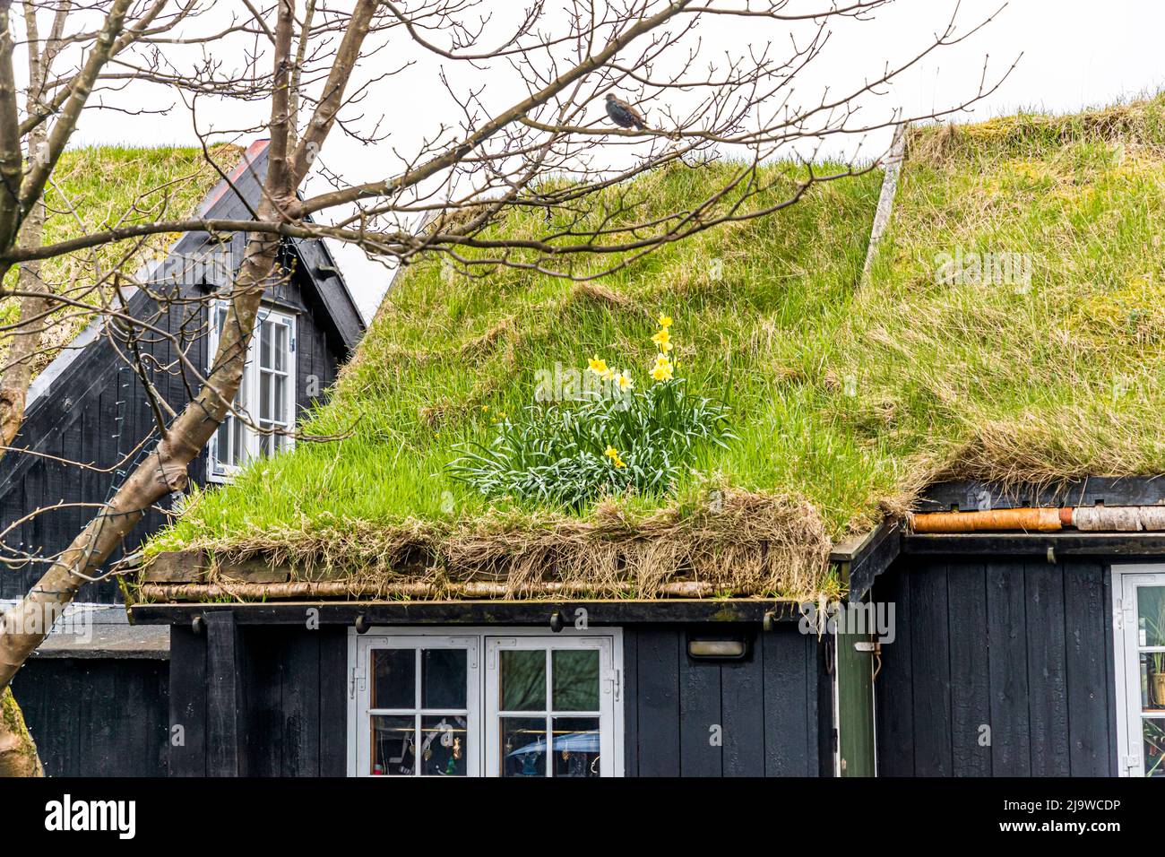 Toit en herbe typique à Tórshavn, îles Féroé Banque D'Images