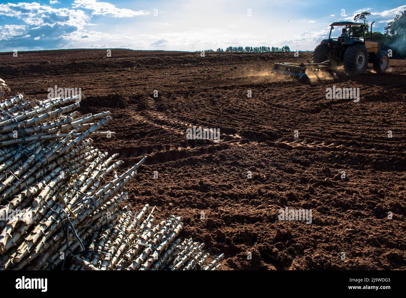 Un tracteur labourer le sol à côté de morceaux de tige de manioc adulte, connu sous le nom de maniva, séparé dans un champ pour la plantation au Brésil Banque D'Images