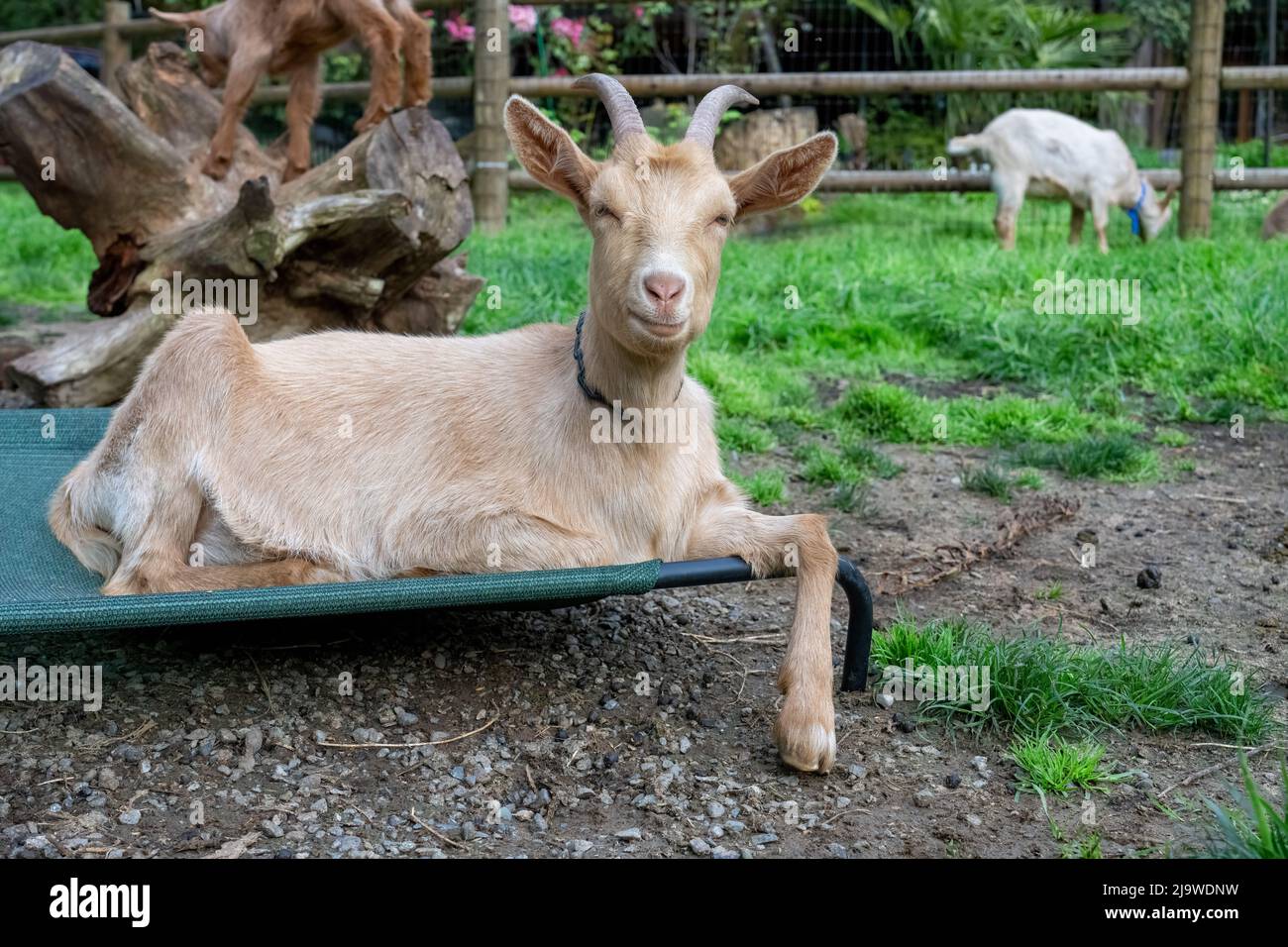 Issaquah, Washington, États-Unis. Guernesey Goat, homme adulte, reposant sur un lit pour animaux en hauteur Banque D'Images