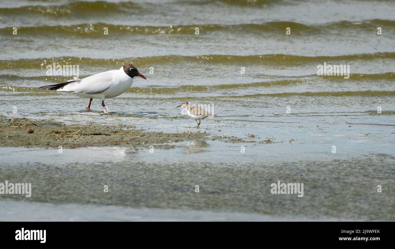Le mouette à tête noire et la sandPiper se rencontrent et saluent tout en se tenant dans l'eau peu profonde près de la rive du Volkerak. Photo faite à la réserve naturelle Hellegat Banque D'Images