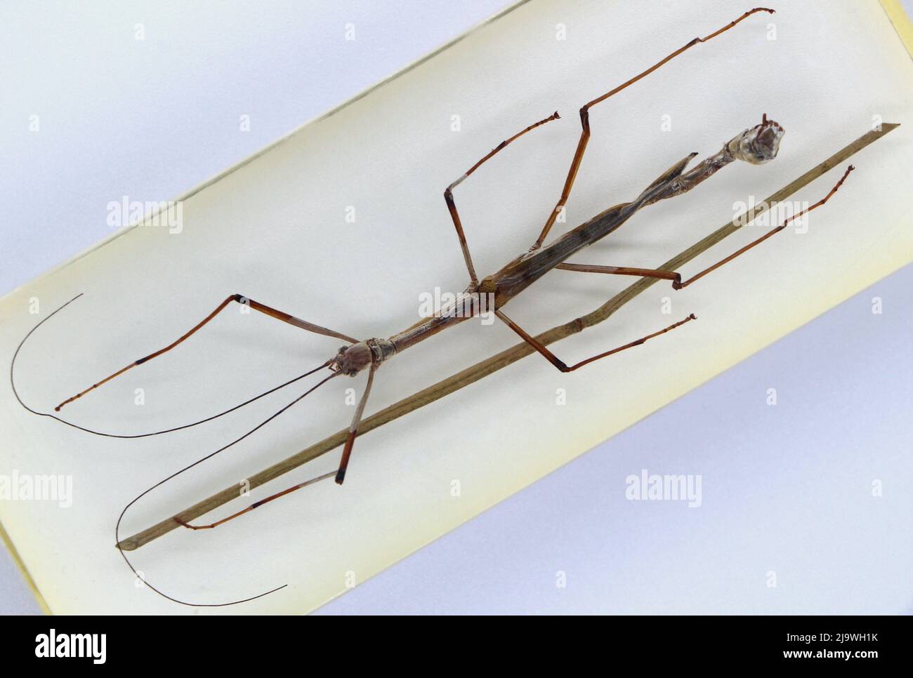 Spécimen enrobé de perspex vu d'en haut sur fond blanc l'insecte de bâton oriental Phryganistria Banque D'Images