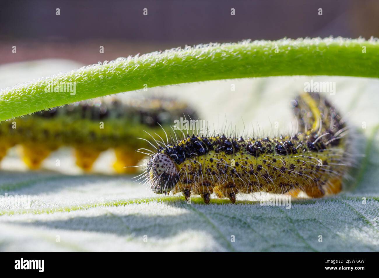 Un papillon blanc de chou sous forme de chenille Banque D'Images