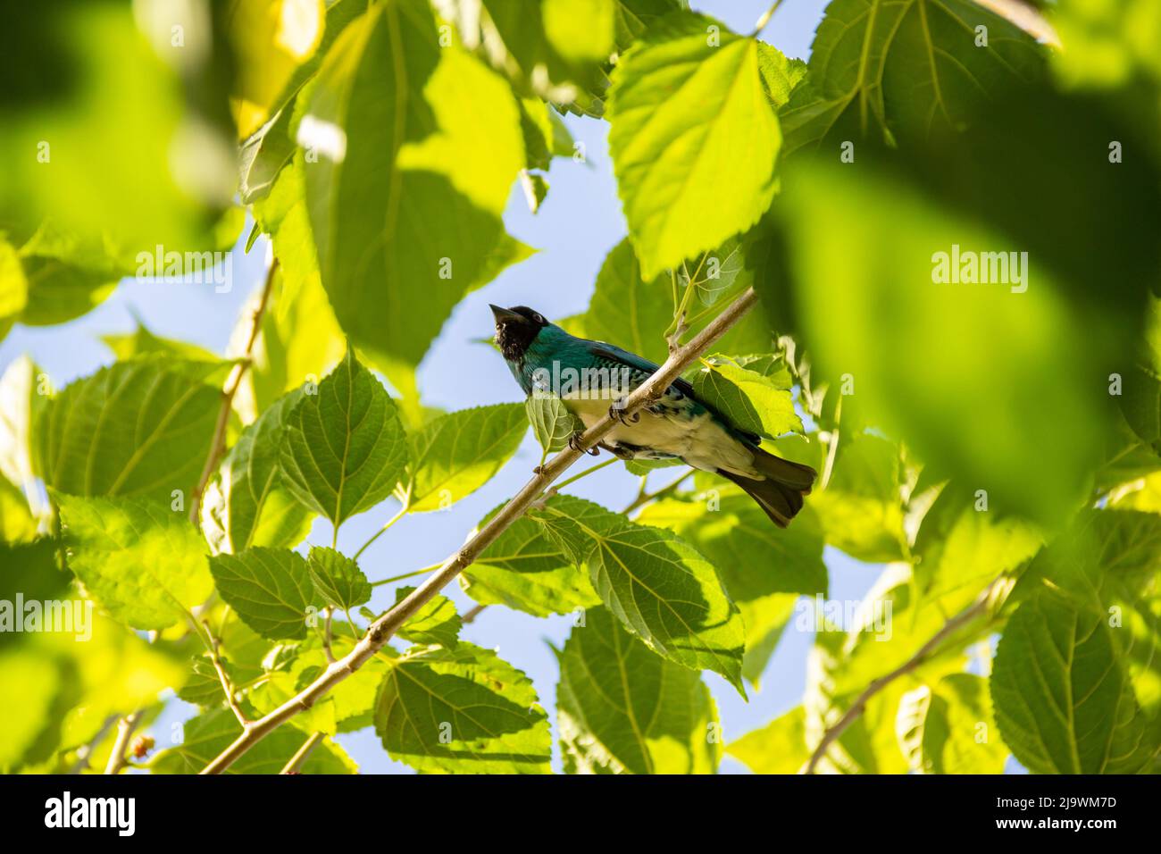 Goiania, Goiás, Brésil – 23 mai 2022 : oiseau bleu perché sur une branche d'un arbre feuillu. Déglutissez Tanager (Tersina viridis). Saí-andorinha macho Banque D'Images