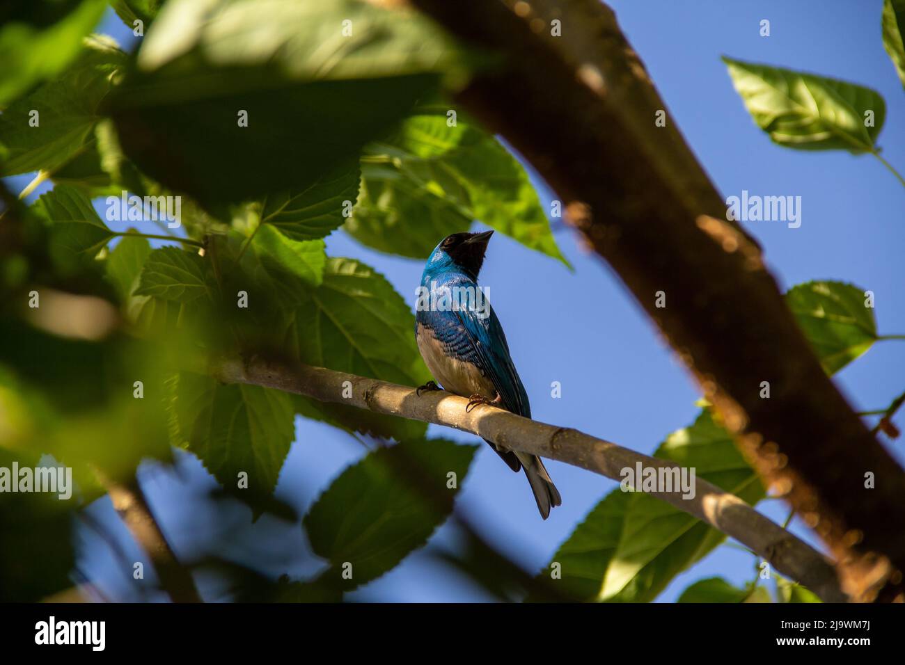Goiania, Goiás, Brésil – 23 mai 2022 : oiseau bleu perché sur une branche d'un arbre feuillu. Déglutissez Tanager (Tersina viridis). Saí-andorinha macho Banque D'Images