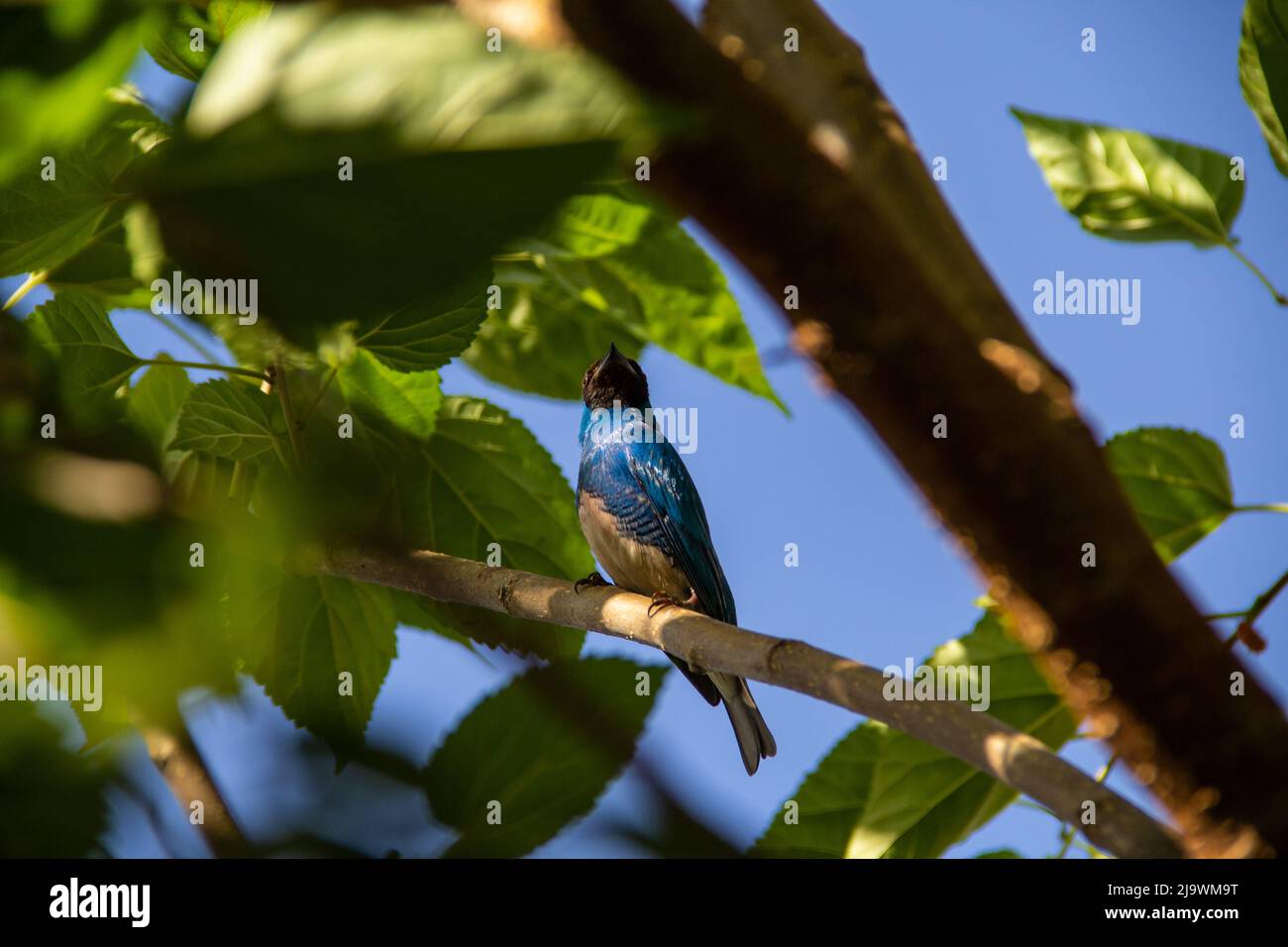Goiania, Goiás, Brésil – 23 mai 2022 : oiseau bleu perché sur une branche d'un arbre feuillu. Déglutissez Tanager (Tersina viridis). Saí-andorinha macho Banque D'Images
