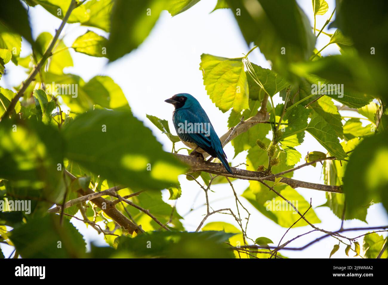 Goiania, Goiás, Brésil – 23 mai 2022 : oiseau bleu perché sur une branche d'un arbre feuillu. Déglutissez Tanager (Tersina viridis). Saí-andorinha macho Banque D'Images