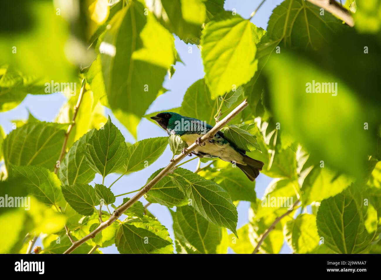 Goiania, Goiás, Brésil – 23 mai 2022 : oiseau bleu perché sur une branche d'un arbre feuillu. Déglutissez Tanager (Tersina viridis). Saí-andorinha macho Banque D'Images