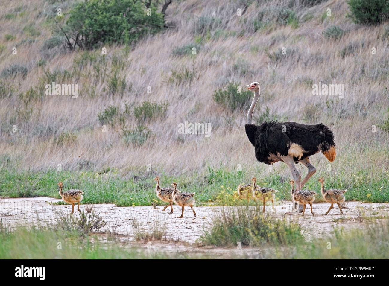 Autruche commune (Struthio camelus) mâle avec six poussins dans le désert de Kalahari, parc transfrontalier de Kgalagadi, province du Cap Nord, Afrique du Sud Banque D'Images