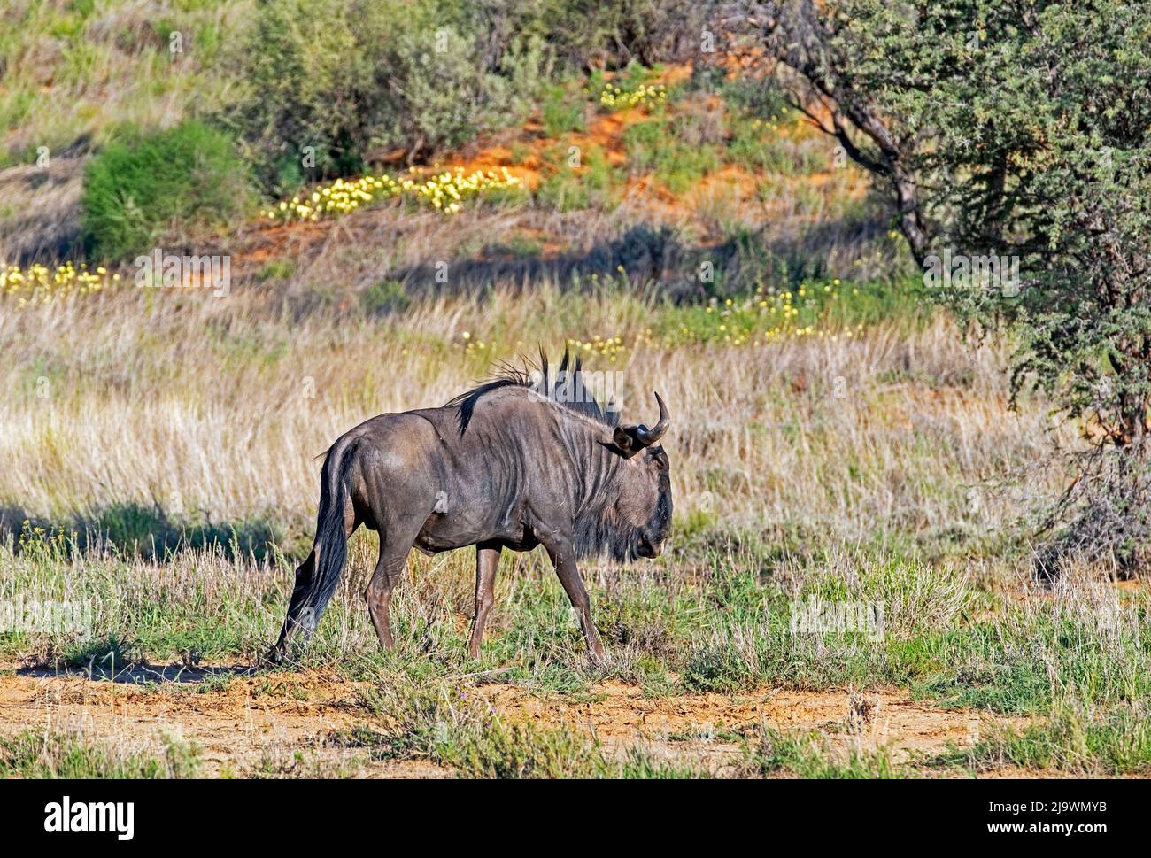 Flétrissement bleu / flétrissement commun (Connochaetes taurinus) dans le désert de Kalahari, Parc transfrontalier de Kgalagadi, Cap Nord, Afrique du Sud Banque D'Images