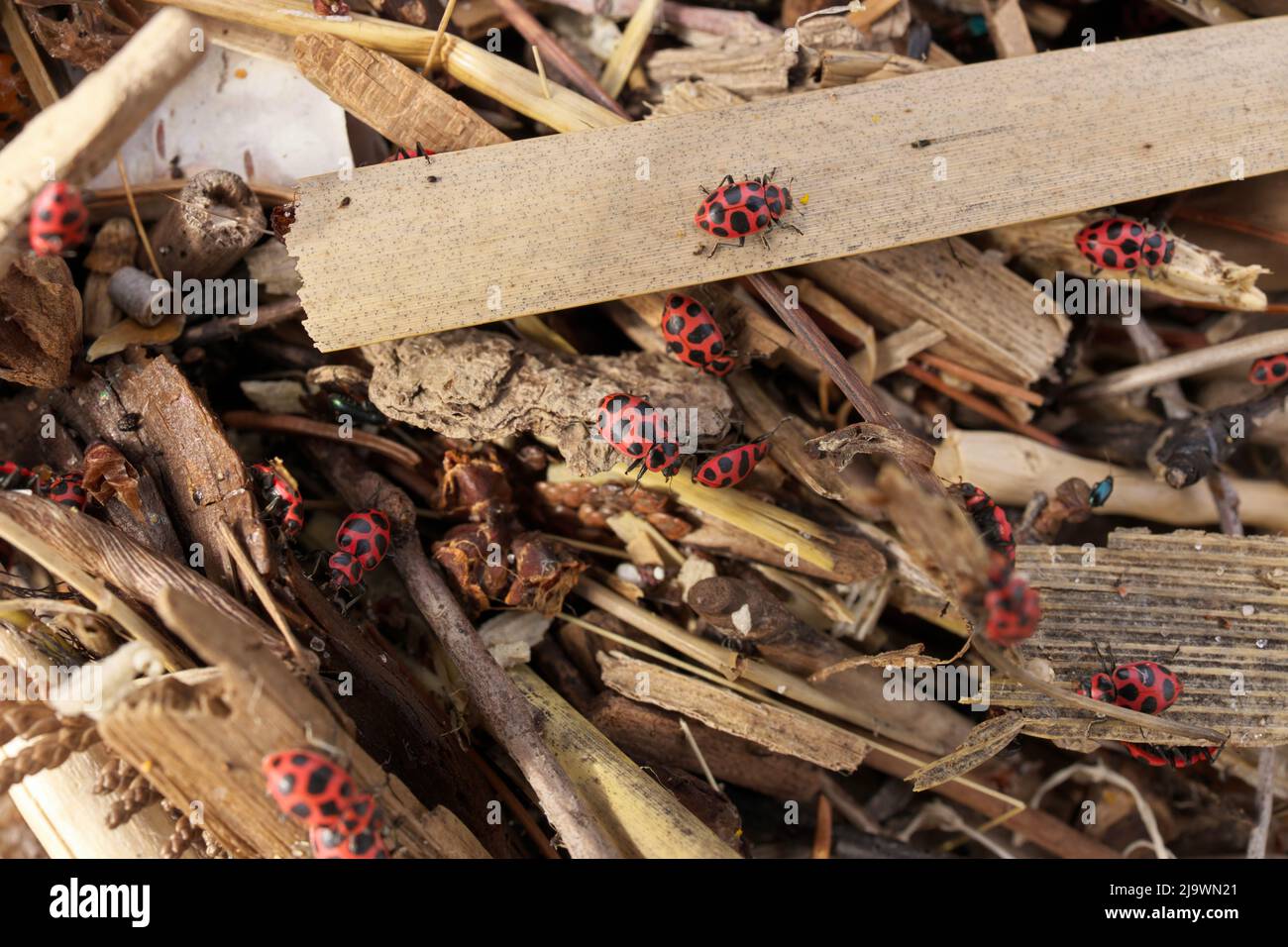 Gros plan d'un grand nombre de coccinelles et de coléoptères se rassemblent au printemps sur des débris organiques sur la plage Banque D'Images