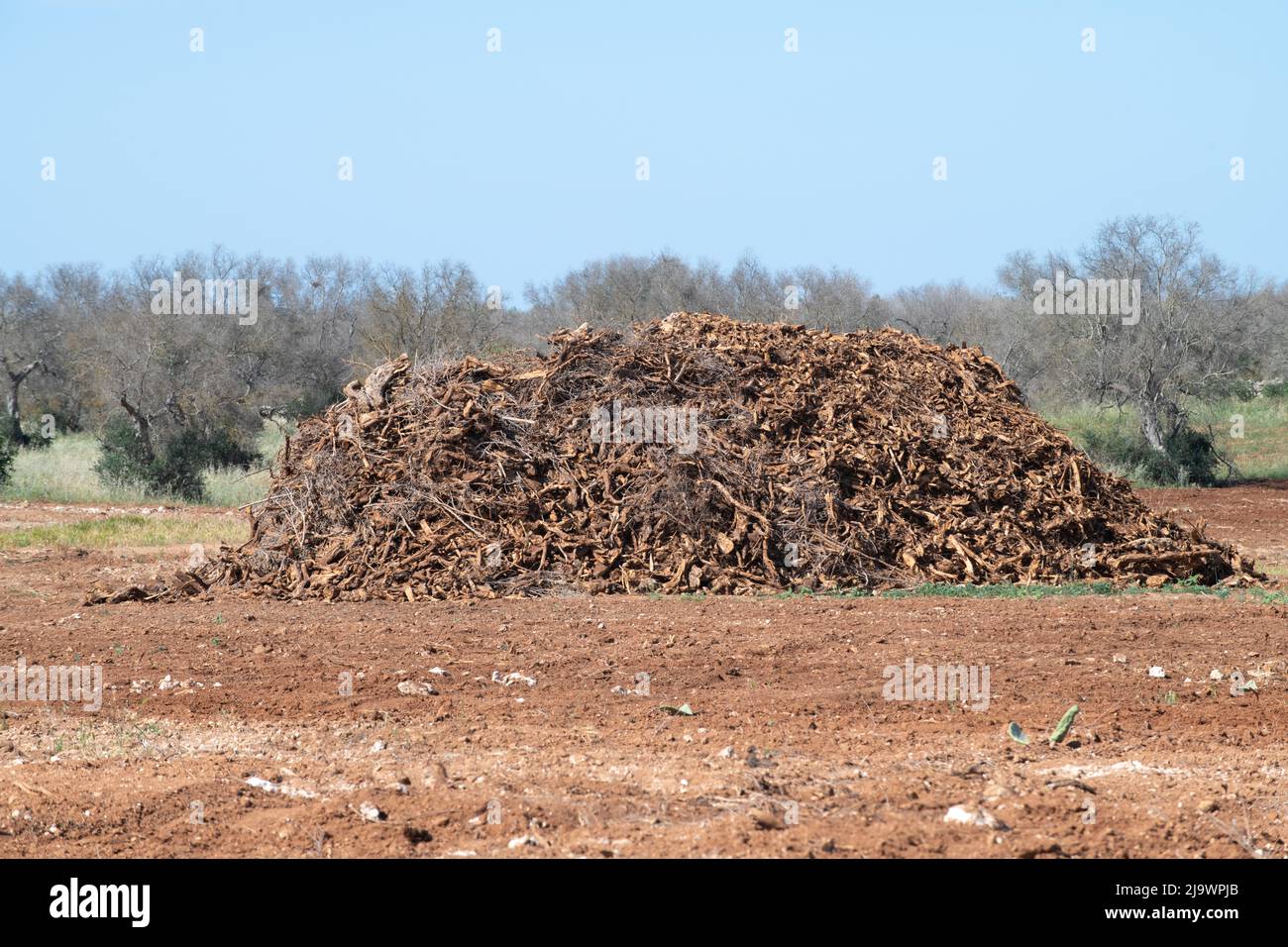 Pile de racines explantées et de branches d'oliviers frappés par Xylella fastidiosa Banque D'Images