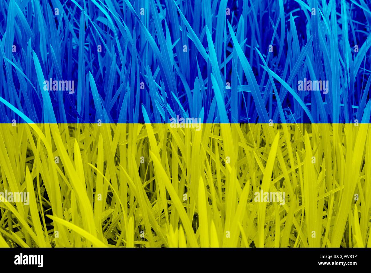 Drapeau de l'Ukraine sur le mur d'herbe en arrière-plan Banque D'Images