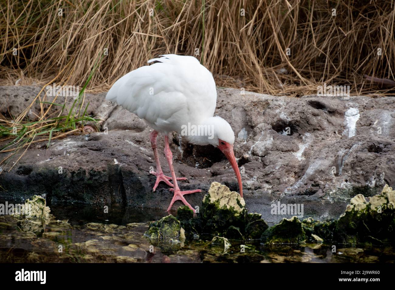Un Ibis blanc américain qui donne sur sa proie Banque D'Images