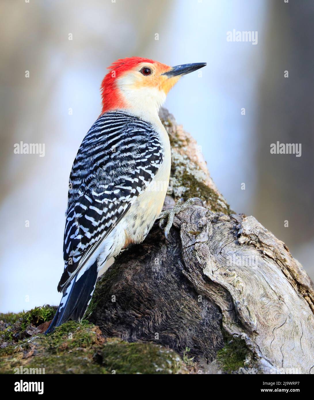 Pic à ventre rouge assis sur un tronc d'arbre dans la forêt, Québec, Canada Banque D'Images