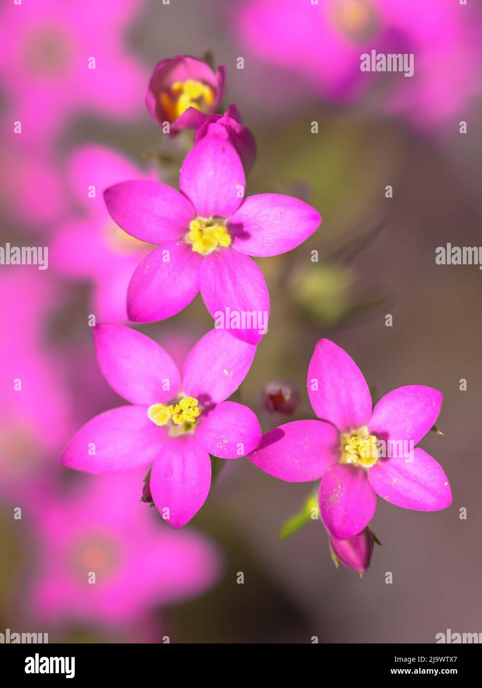 Fleurs de Centaurium (Centaurium littorale) en gros plan avec un arrière-plan tranquille Banque D'Images