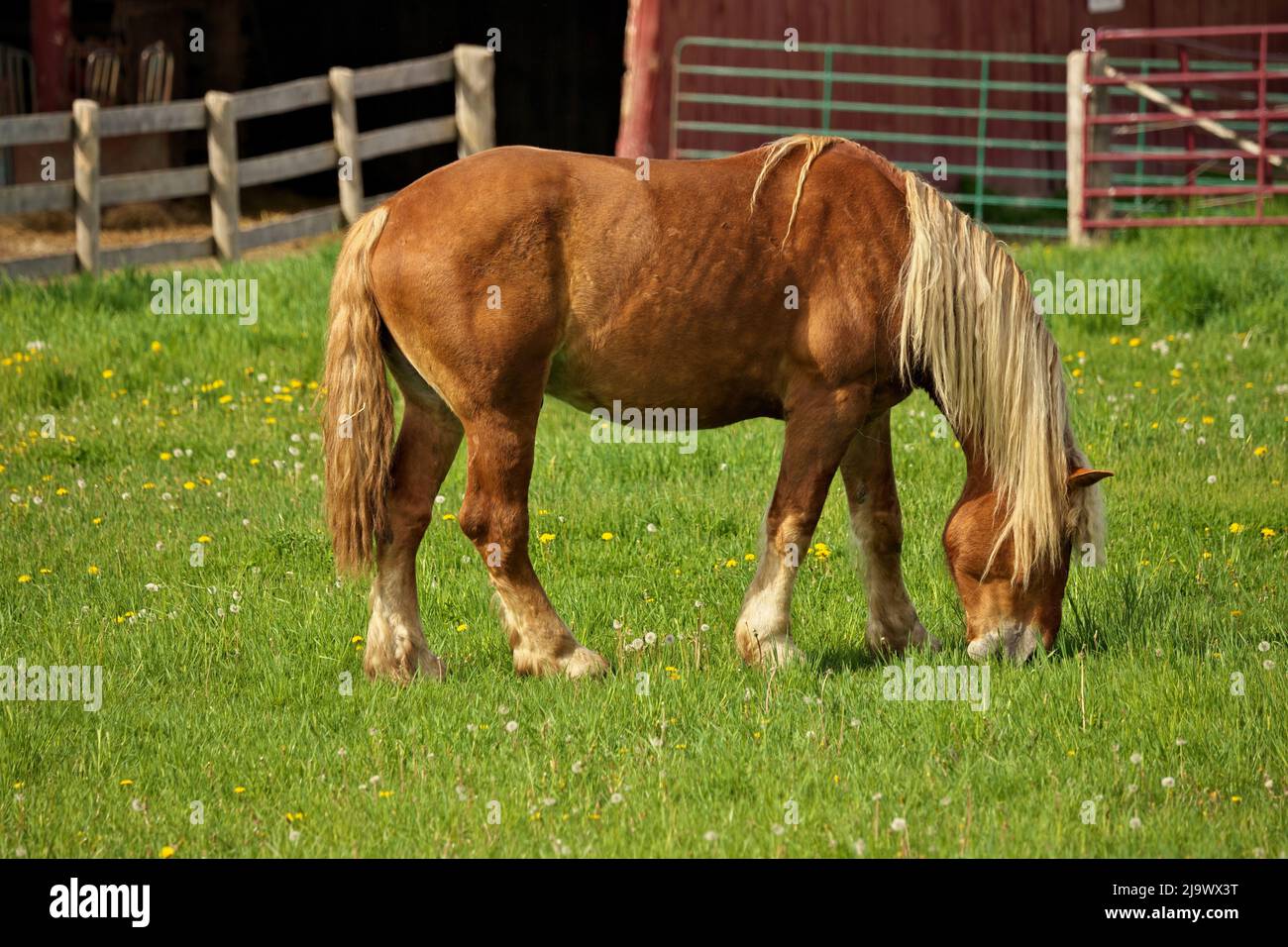 Un talon de cheval de Flaxen Chestnut mâle Colt paître dans un pré avec une Grange rouge en arrière-plan Banque D'Images