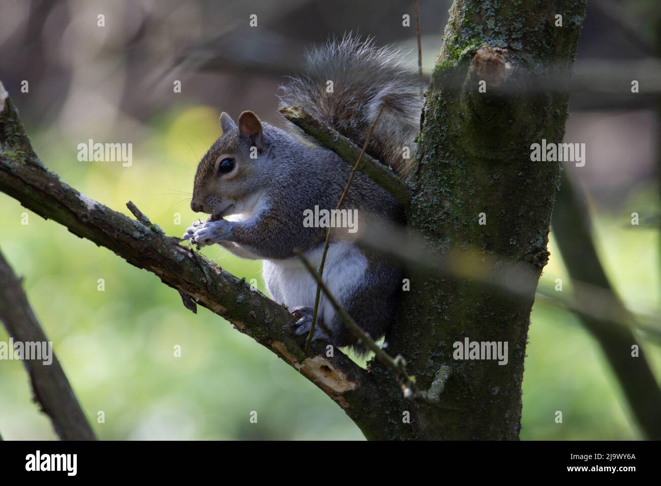 Un seul écureuil gris (Sciurus carolinensis) s'est assis dans un arbre en mangeant un écrou au soleil éclatant en arrière-plan Banque D'Images