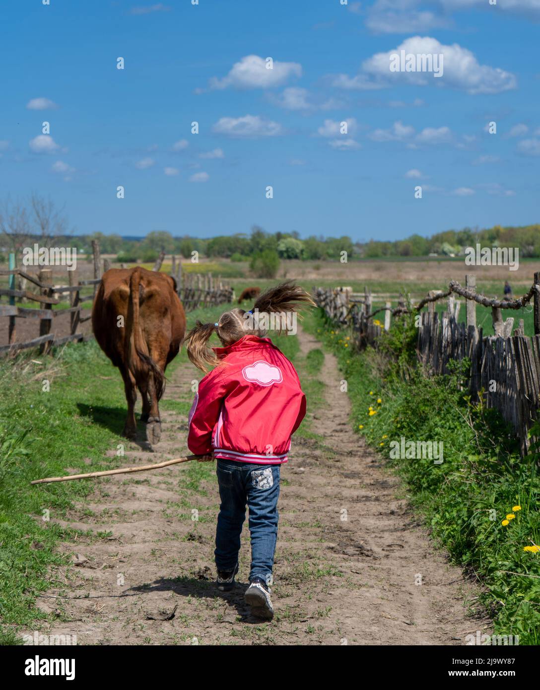 Bonne petite fille court le long d'une route de village rebondissant. Vache en arrière-plan. Vaches et enfants. Banque D'Images