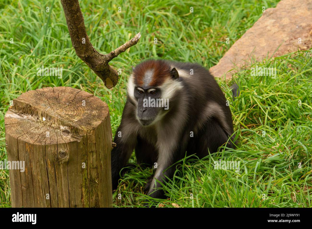 Un jeune mangabey à couronne de cerisier (Cercocebus torquatus) jouant dans l'herbe près d'une souche d'arbre Banque D'Images