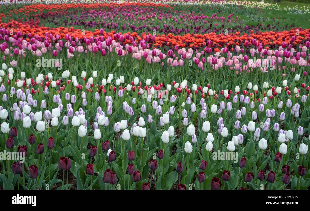Tulipes de différents types et couleurs dans le parc Banque D'Images