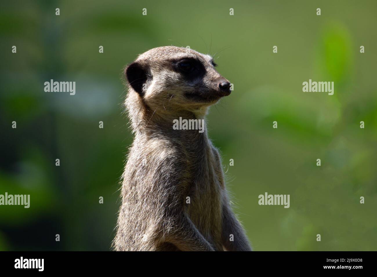Gros plan sur la tête et les épaules d'un meerkat à queue mince (Suricata suricata) en gardant la montre avec un fond d'herbe verte naturelle Banque D'Images