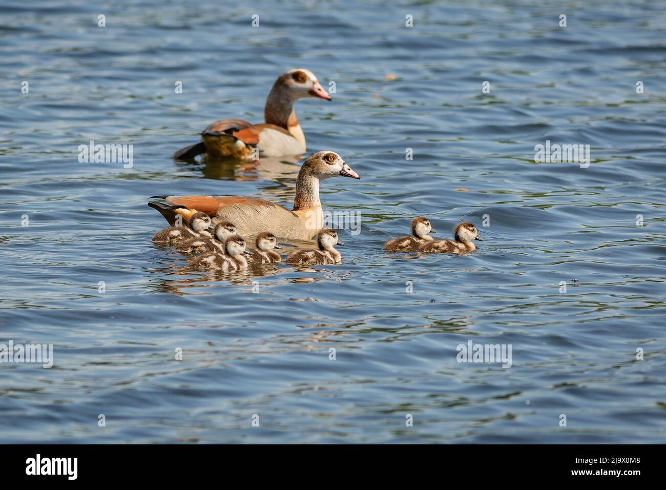 Une famille d'oies égyptiennes, deux parents et de mignons sept sources d'eau, nageant dans l'eau bleue. Jour de printemps ensoleillé au bord d'un lac. Banque D'Images