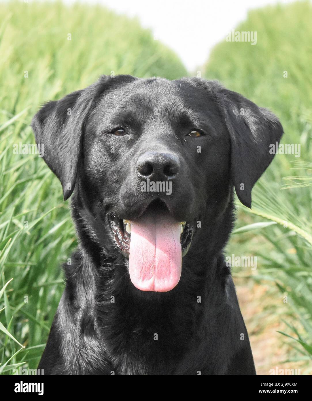 Portrait de Black Labrador Retriever. Prise de vue. Canis lupus Banque D'Images