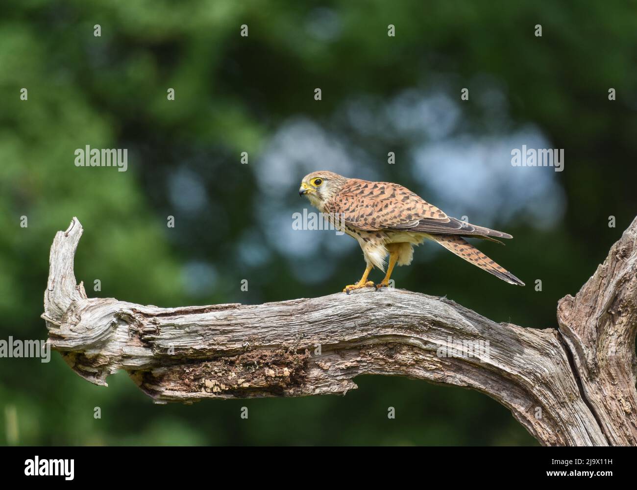 Kestrel femelle perchée sur une branche d'arbre. Selby North Yorkshire. Falco tinnunculus Banque D'Images