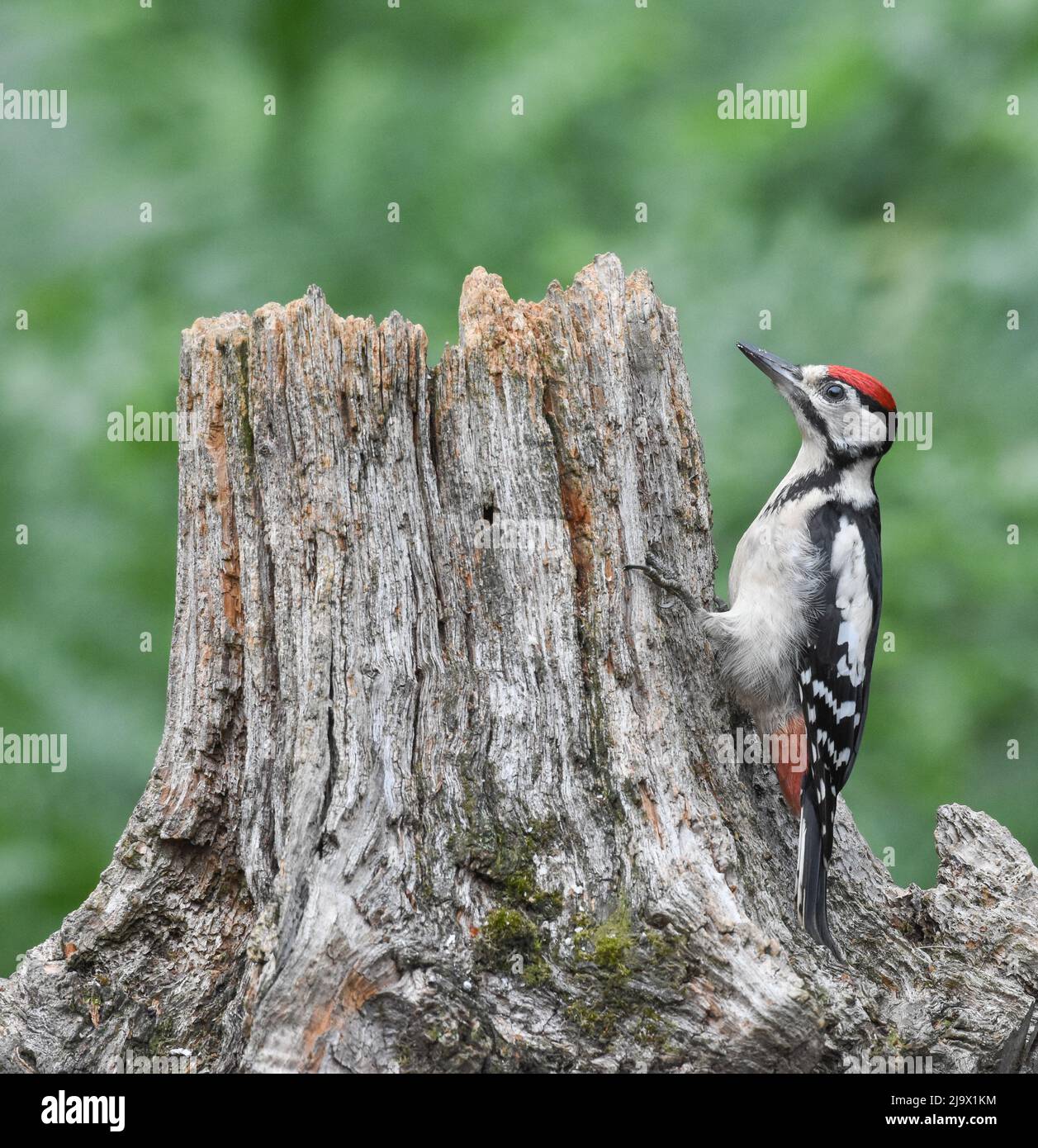 Petit pic à pois. Dendrocopos Major. Kirkcudbright, Écosse. Banque D'Images