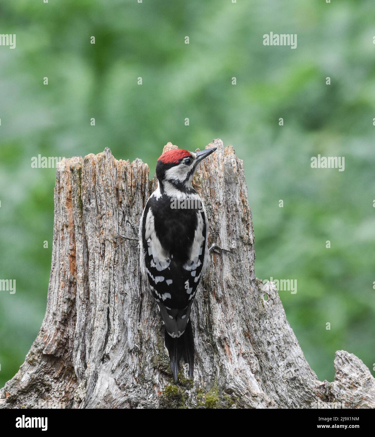 Petit pic à pois. Dendrocopos Major. Kirkcudbright, Écosse. Banque D'Images