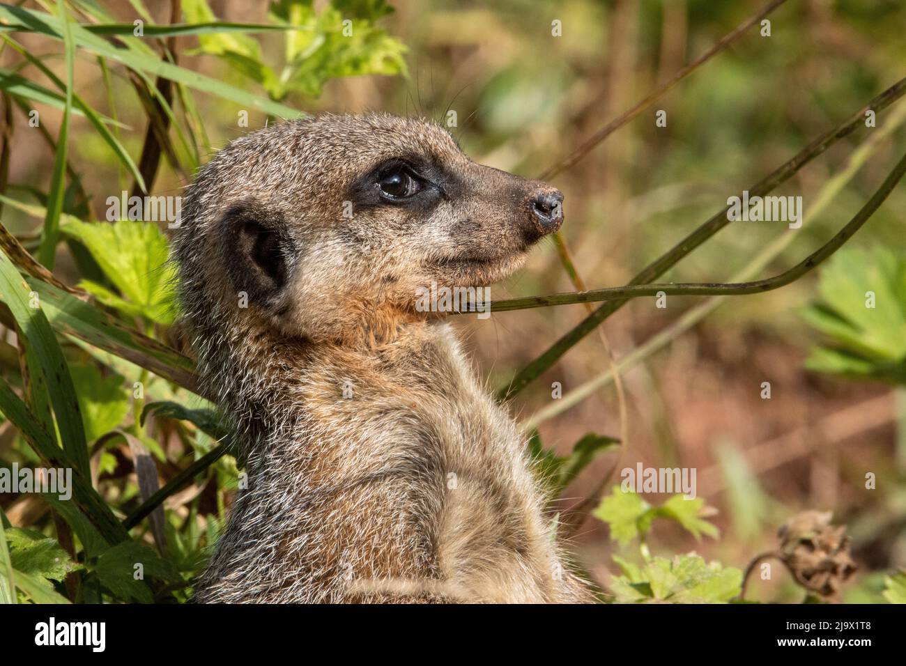 Tête et épaules d'un méerkat à queue mince (Suricata suricata) isolé sur un fond vert naturel Banque D'Images