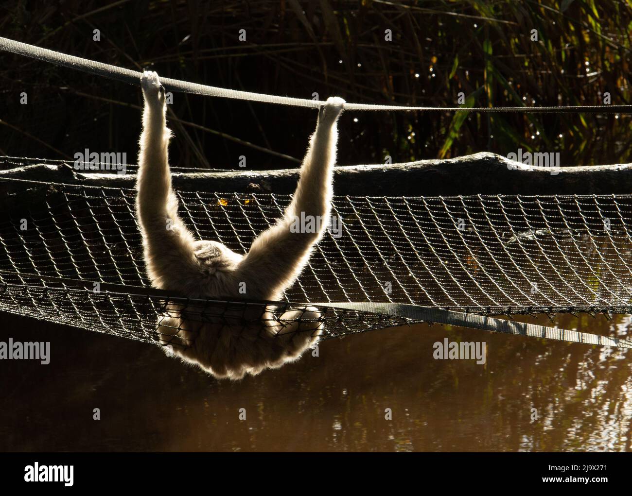 LAR Gibbon (Hylobates lar) Un seul Lar Gibbon se détendant le matin sous le soleil suspendu sur un pont de corde Banque D'Images