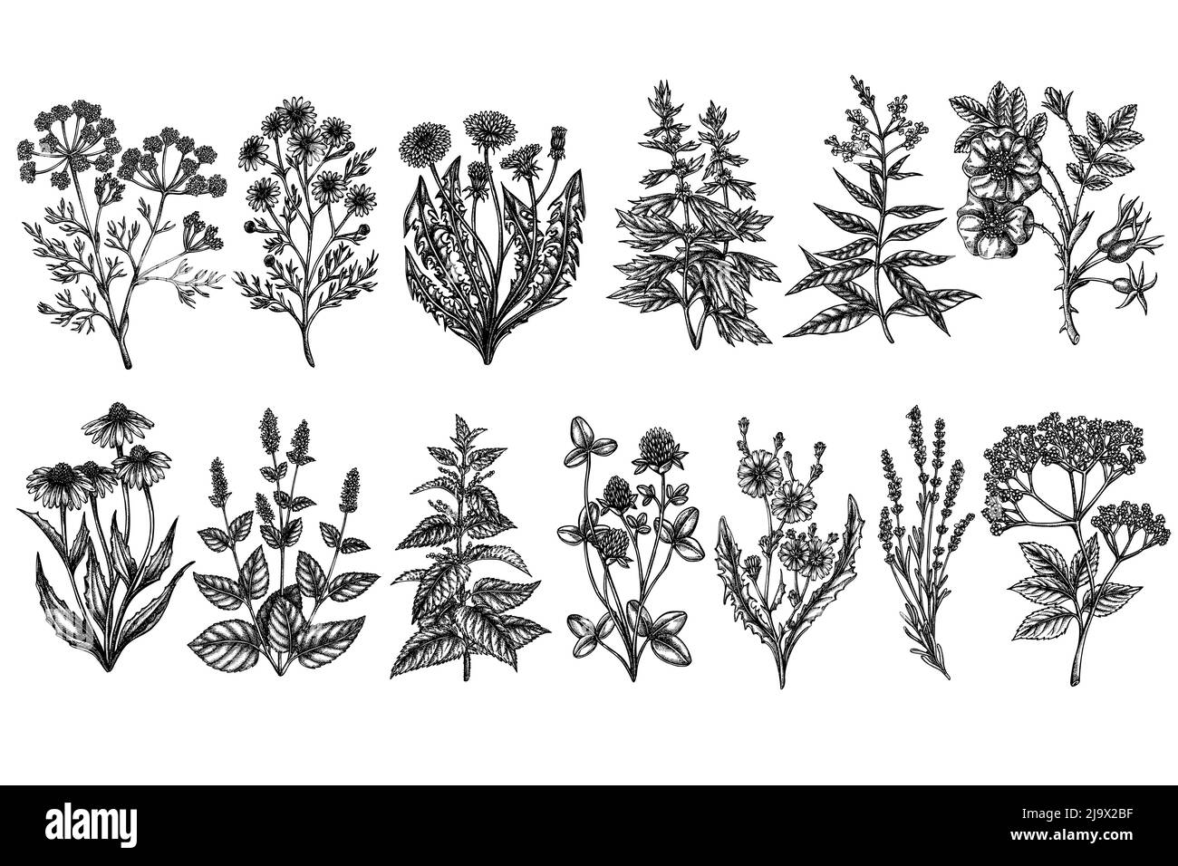 Collection d'illustrations vectorielles vintage de Tea Herbs. Camomille noir et blanc, menthe, chicorée, etc Illustration de Vecteur