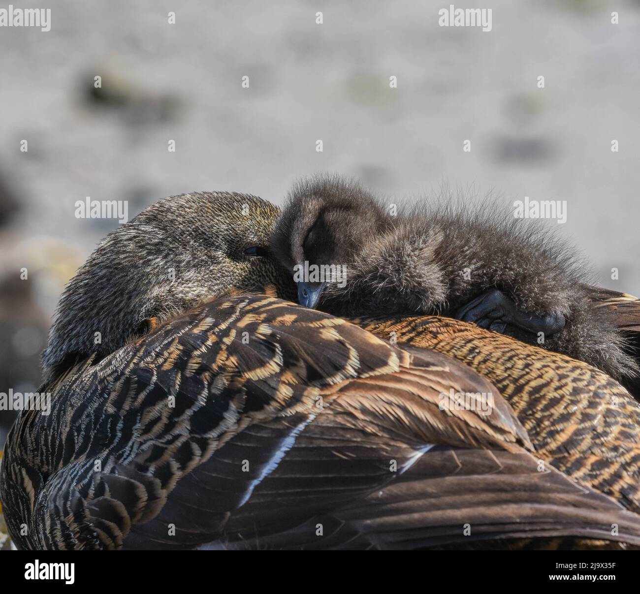 Mère et Chick - Eider Duck. Seahouses Northumberland. Somateria mollissima Banque D'Images