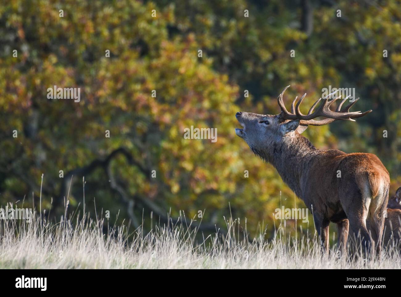 Red Deer est en orne pendant la saison de rutting. National Trust, Studley Royal. Cervus elaphus Banque D'Images