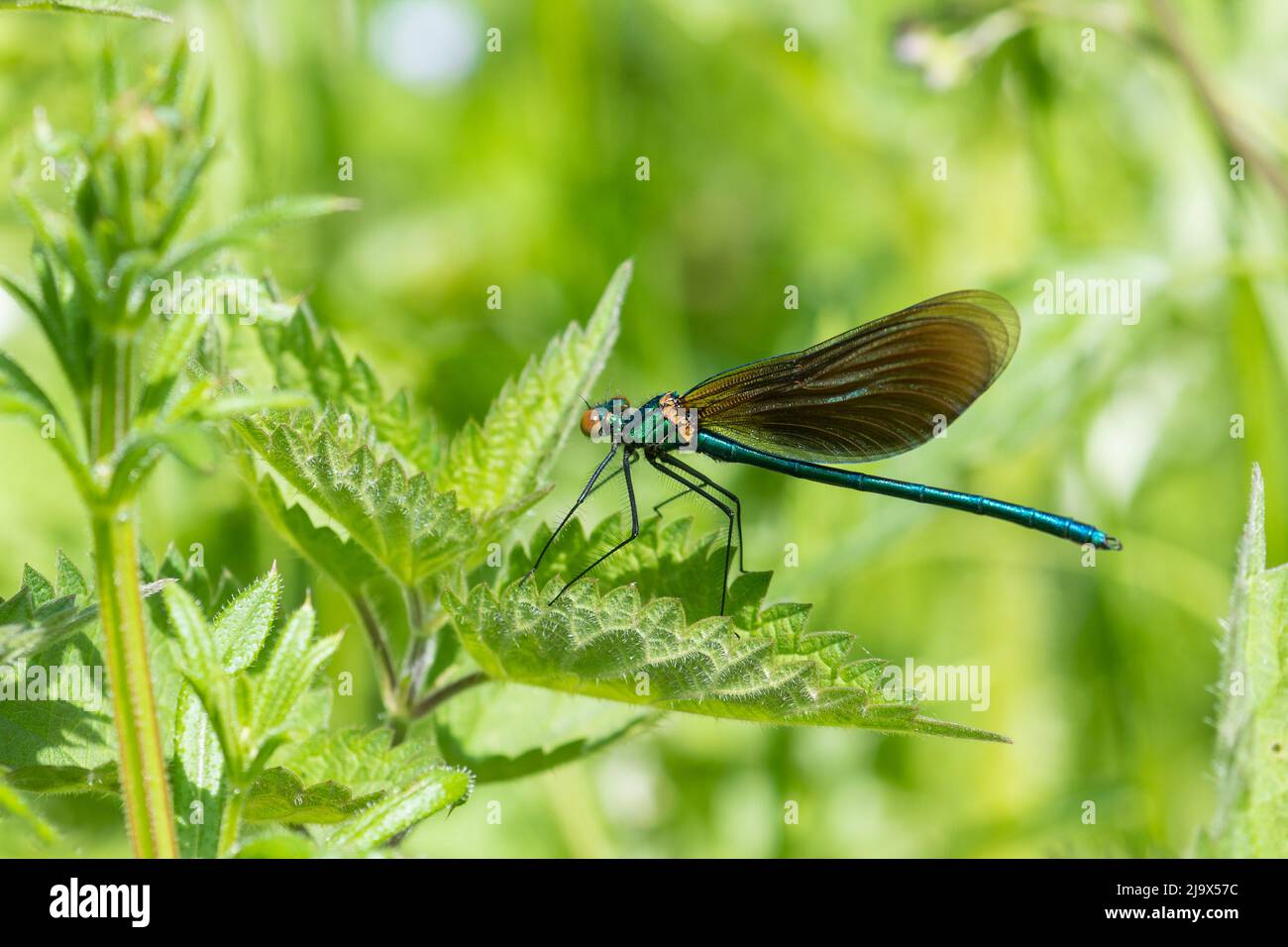 Belle demoiselle damselfly (Calopteryx virgo) homme, Angleterre, Royaume-Uni, pendant mai Banque D'Images