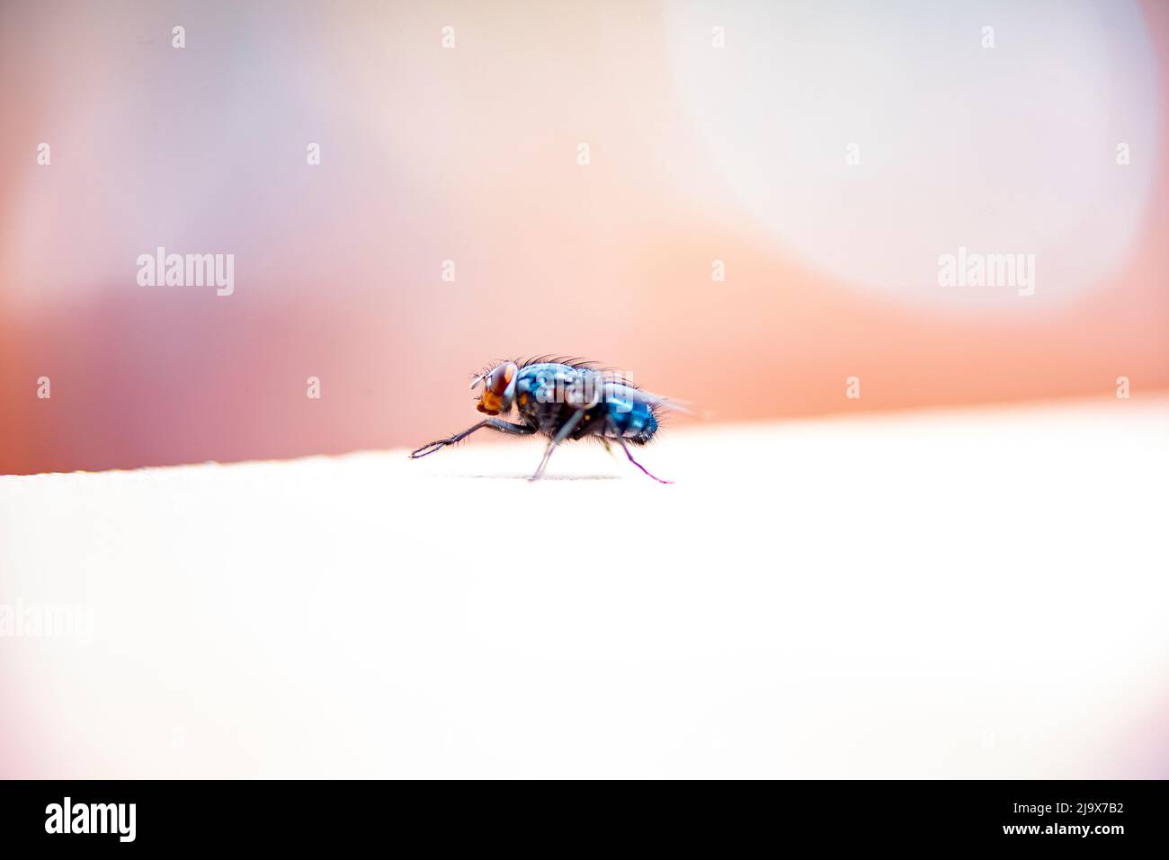 Mouche isolée sur un fond ocre situé sur le mur d'un jardin urbain de difusion Banque D'Images