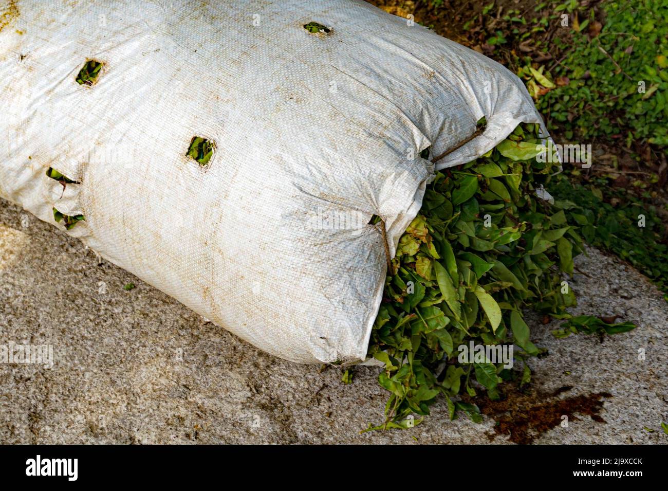 Sac plein de récolte de thé, plantations à Cameron Heights, Malaisie, récolte de l'usine Banque D'Images